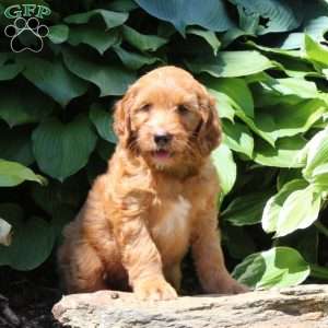 Reba, Irish Doodle Puppy